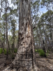 Eucalyptus dalrympleana