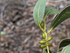 Eucalyptus dalrympleana