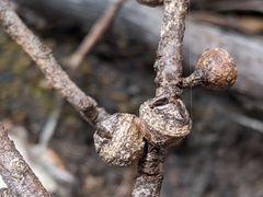 Eucalyptus dalrympleana