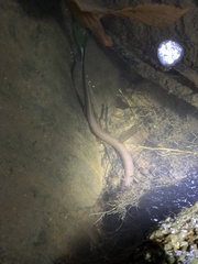 Monopterus javanensis