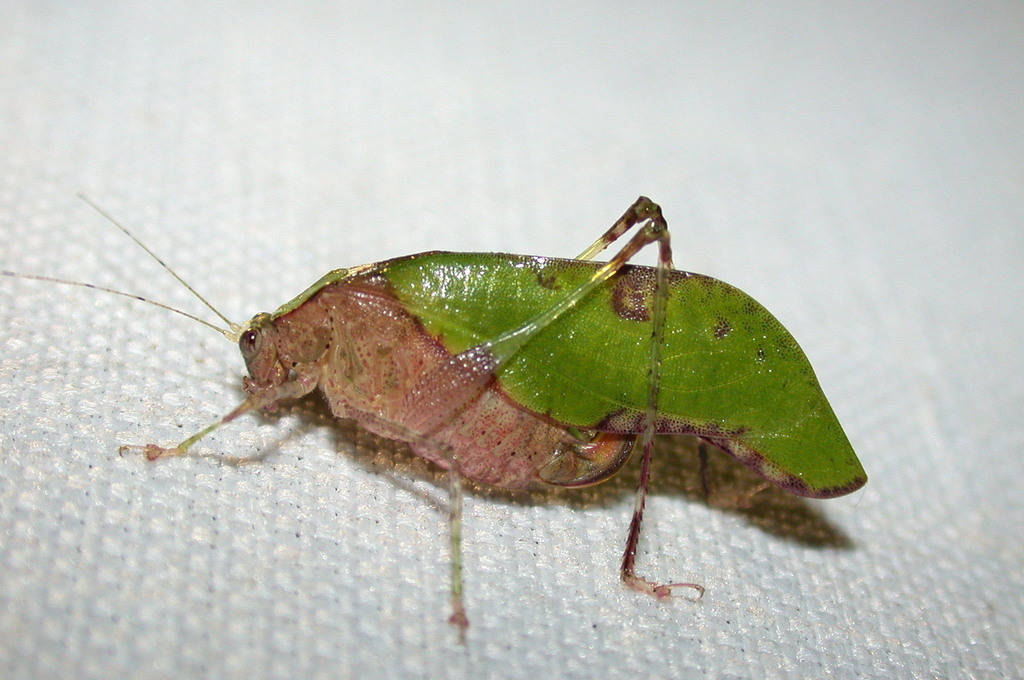 Hetaira
