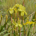 Moraea alticola - Photo (c) Brendan Cole, algunos derechos reservados (CC BY-NC-ND), subido por Brendan Cole