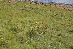 Moraea alticola