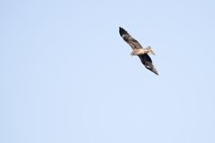 Milvus migrans formosanus