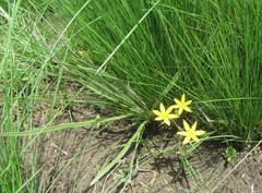 Hypoxis argentea