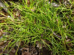 Schoenus maschalinus