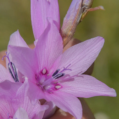 Dierama robustum