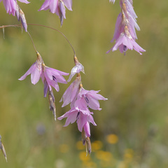 Dierama robustum