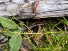 Schoenus maschalinus