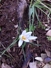 Crocus nevadensis