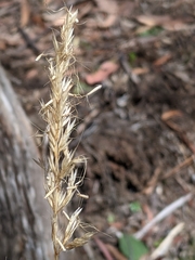 Rytidosperma nudiflorum