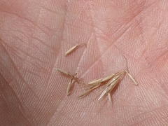 Rytidosperma nudiflorum