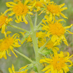 Berkheya buphthalmoides