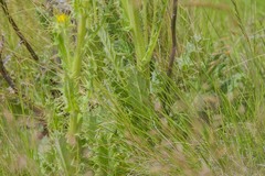Berkheya buphthalmoides