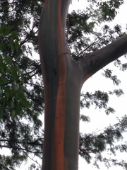 Eucalyptus deglupta