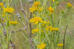 Berkheya buphthalmoides