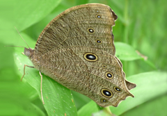 Melanitis leda