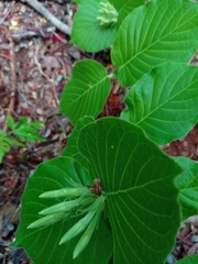 Exallosperma longiflora image