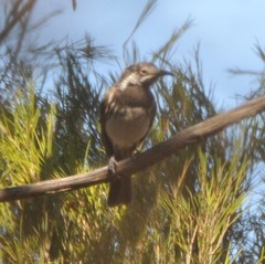 Purnella albifrons