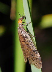 Archichauliodes guttiferus