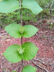 Exallosperma longiflora image