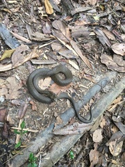 Thamnosophis infrasignatus