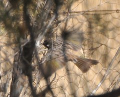 Purnella albifrons