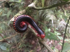 Aphistogoniulus cowani