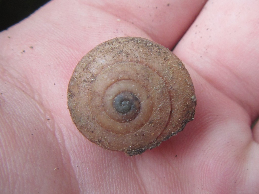 Keeled Chillagoe Thicket Snail