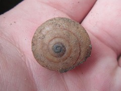 Spurlingia praehadra