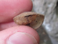 Spurlingia praehadra