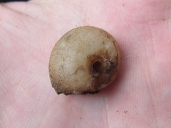 Spurlingia praehadra