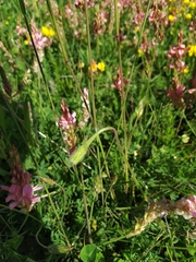 Leontodon caucasicus