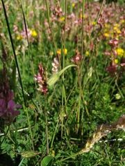 Leontodon caucasicus