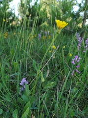 Leontodon caucasicus