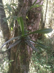 Aeranthes ramosa image