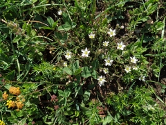 Minuartia hirsuta