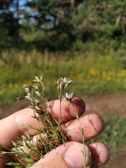 Minuartia hirsuta