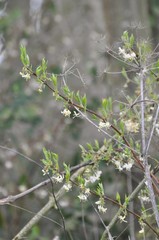 Lonicera × purpusii
