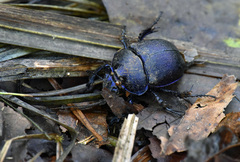 Enoplotrupes sharpi