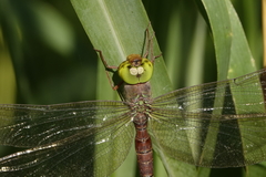 Gynacantha rosenbergi