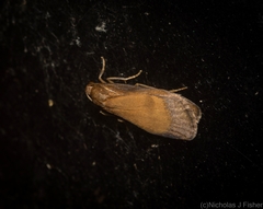 Lambula obliquilinea