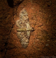 Gymnoscelis derogata