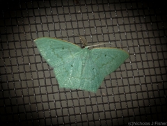 Maxates centrophylla