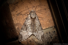 Psilogramma menephron