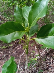 Grevea madagascariensis