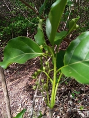 Grevea madagascariensis