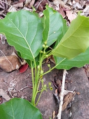 Grevea madagascariensis