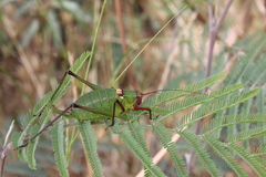 Barbitistes fischeri