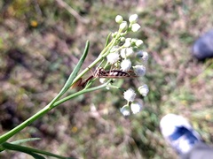 Paramantispa prolixa